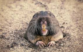 gophers moles and more