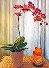 12 Dec - Orchids - Pauline Sakai