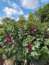 09 - Sept 2025 - Cover Crop - Crimsom Fava Beans [pauline sakai