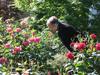 For Over article, Lilly smelling the roses [Pauline Sakai]