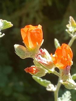 Bed #7 IMG_6777 Desert Globemallow 8 31 2024