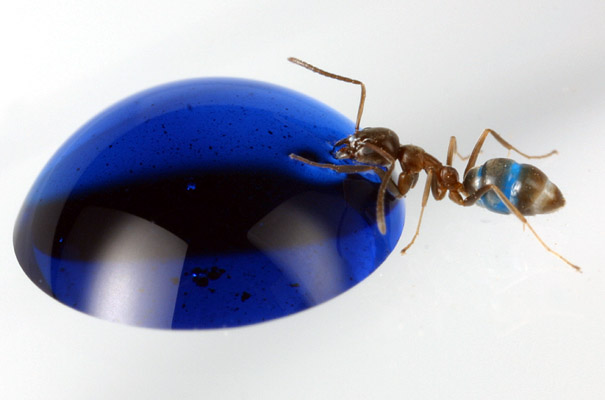 argentine ant feeding blue