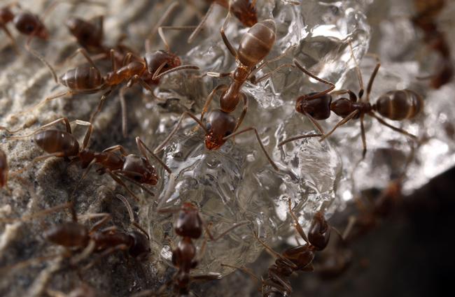 Argentine ants feeding on a gel bait