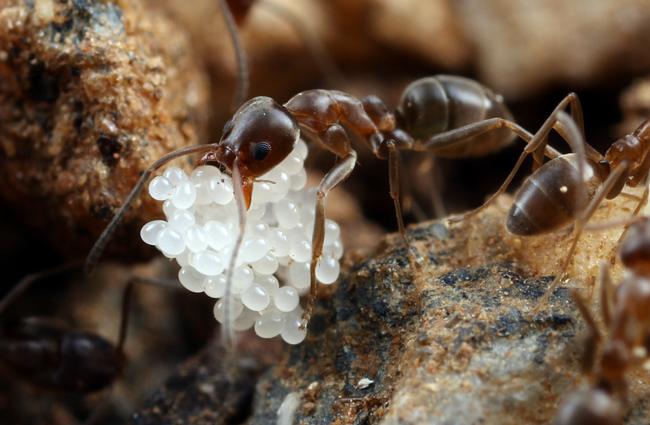 Argentine ant worker carrying eggs