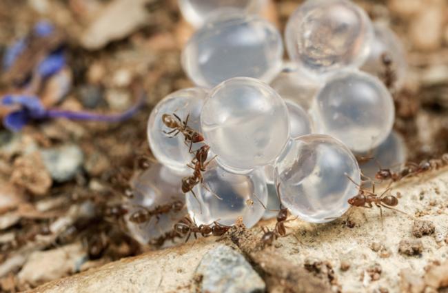 Biodegradable hydrogel bait beads