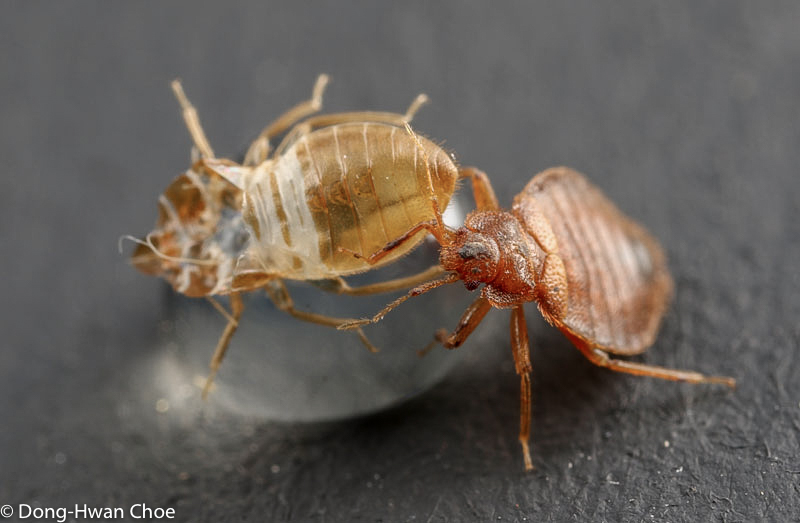 bed-bug-on-an-exuvia_2-1