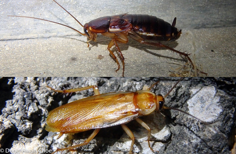 turkestan cockroach female and male-1