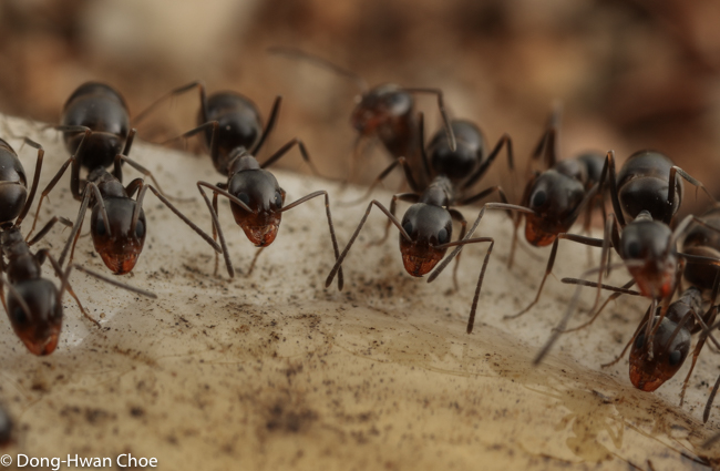 Dorymyrmex sp. ants feeding on a drop of syrup