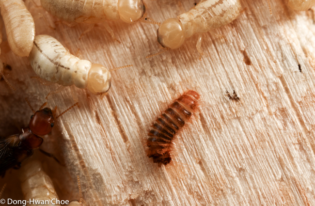 Drywood termites and a dermestid larva