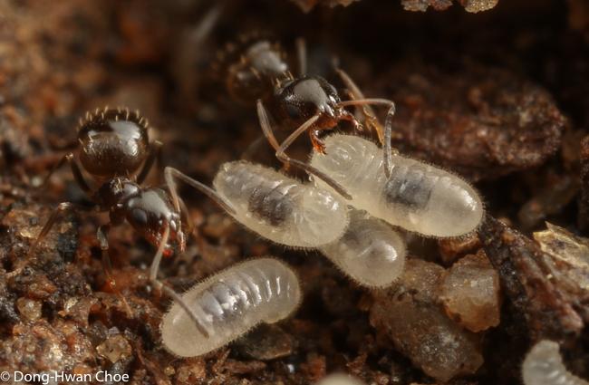 Brachymyrmex sp. ants and their brood
