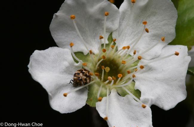 Carpet beetle on a flower