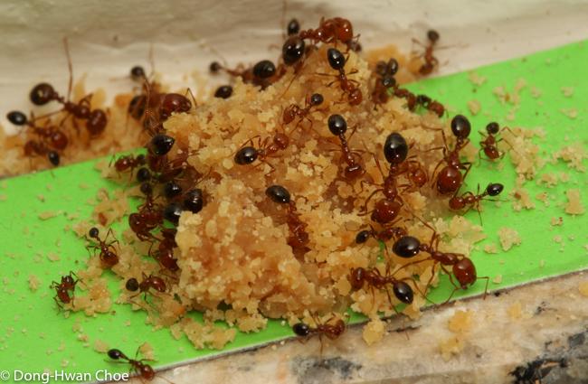 Fire ants feeding on peanut butter