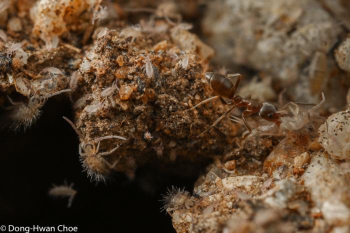 An Argentine ant hunting springtails