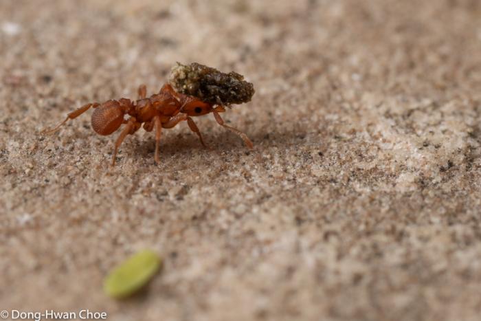 Cyphomyrmex sp. ant