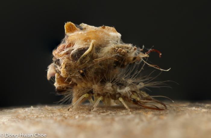 Lacewing larva carrying debris on its back