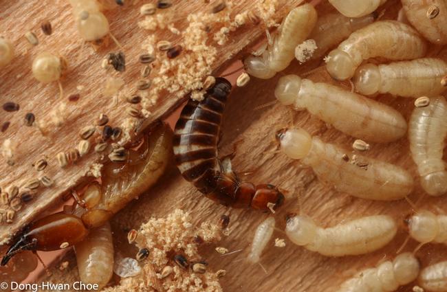 A reproductive in western drywood termite colony
