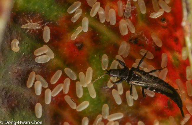 Gynaikothrips sp. thrips and their eggs