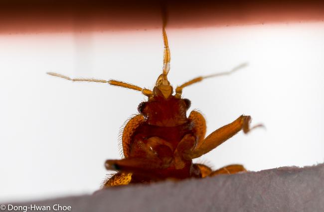 A bed bug feeding on blood