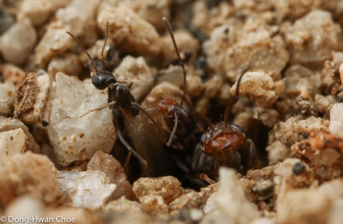Dorymyrmex sp. ants - mating flight season