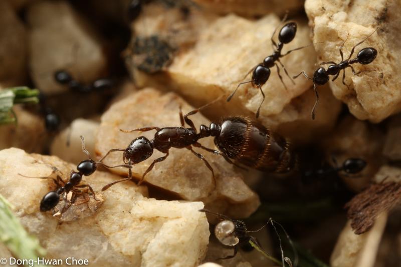 Monomorium sp. ant queen and workers