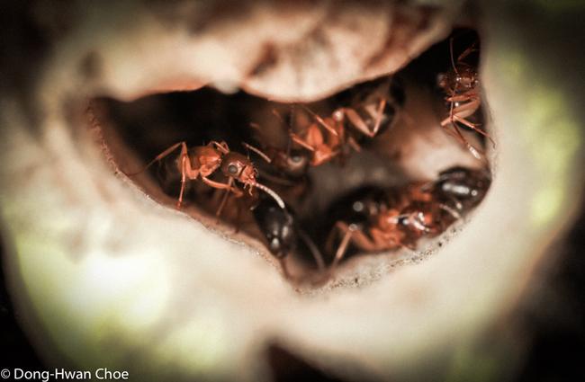 Camponotus sp. carpenter ants