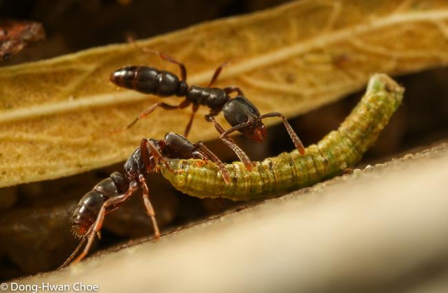 Hypoponera sp. ant