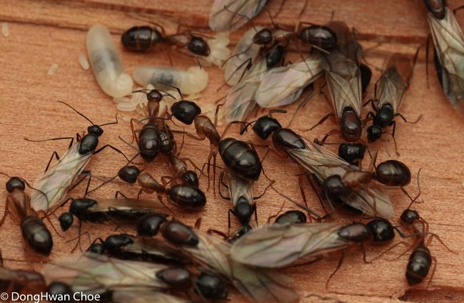Camponotus sp. carpenter ant colony