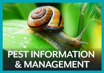 Pest Information and Management - Photo of a Snail