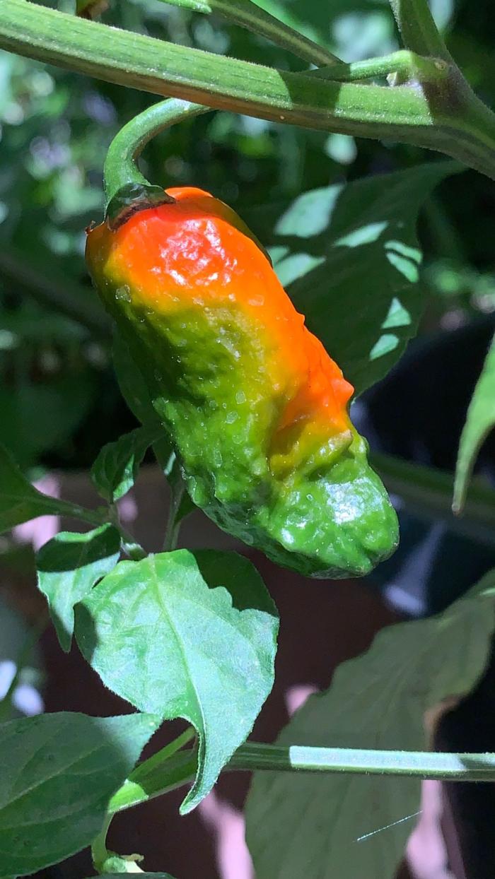 trinidad-scorpion