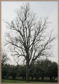 Pecan tree near entrance, in winter. Note size compared to olive trees.