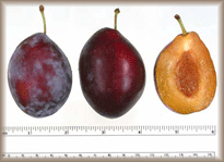 Tulare Giant produces a very large fruit.