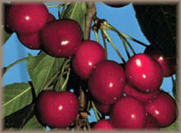 UC Davis has a history of sweet cherry<br />breeding dating back to 1934.