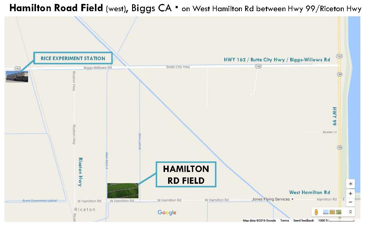 Hamilton Road Field_Biggs