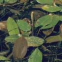 American pondweed (Potamogeton nodosus Poiret) *file325873* Used with permission from UC Berkeley Digital Library Project.