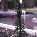 Brazilian elodea (Egeria densa Planchon) *file325875*. Photo credit: David Spencer.