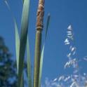 Cattail (Typha latifolia L.) *file325876* Used with permission from UC Berkeley Digital Library Project.