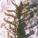 Curly leaved pondweed (Potamogeton crispis L.) *file325879* Used with permission from UC Berkeley Digital Library Project.