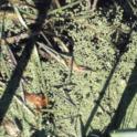 Duckweed (Lemna spp) *file325880*. Photo taken by David Spencer.