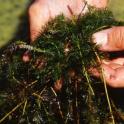 Eurasian watermilfoil (Myriophyllum spicatum L.) *file325882* Used with permission from USDA Aquatic Research Unit.