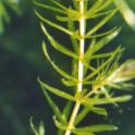 Hydrilla (Hydrilla verticillata (L.F.) Royle) *file325888*. Photo credit: Dave Spencer