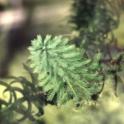 Parrot's Feather (Myriophyllum aquaticum (Vell. Conc.) Verdc.) *file325893* Photo credit: David Spencer.