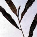 Variable leaved pondweed (Potamogeton gramineus) *file325896* Photo credit: David Spencer.