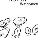 Watermeal (Wolffia spp.) *file325900*