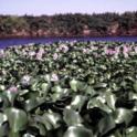 Water hyacinth (Eichhornia crassipes (C. Martius) Solms-Laubach) *file325901* Photo credit: David Spencer.