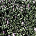 Water hyacinth (Eichhornia crassipes (C. Martius) Solms-Laubach) *file325902* Photo credit: David Spencer.