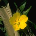 Water primrose (Ludwigia peploides (Kunth) Raven) *file325906* Used with permission from UC Berkeley Digital Library Project.