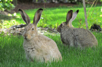 rabbits from animals pov