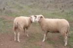 sheep from animals pov
